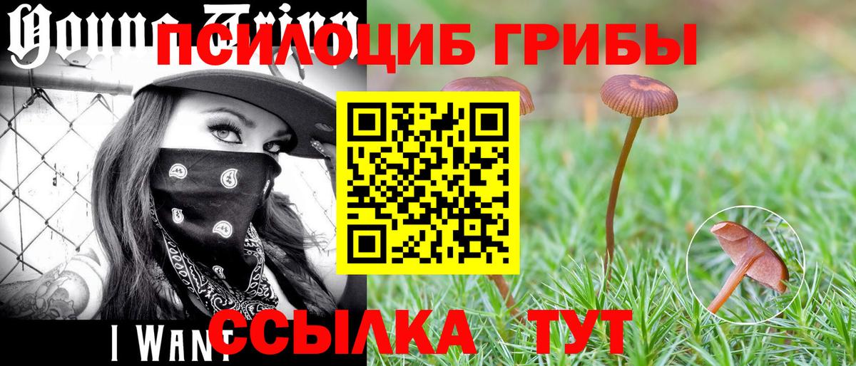 Коломна  Псилоцибиновые грибы мицелий  Псилоцибиновые грибы Cubensis  Вход с VPN 